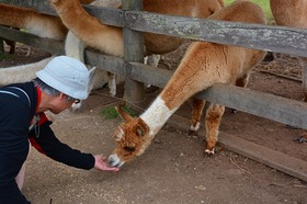 野生カンガルーも