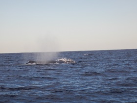 クジラさんハロー♪