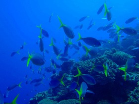 水族館で潜っているみたい