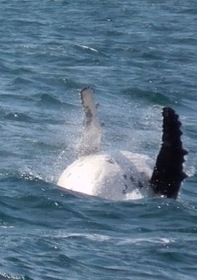 何度も飛ぶクジラを見て感動です！