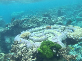 カラフルなサンゴ礁