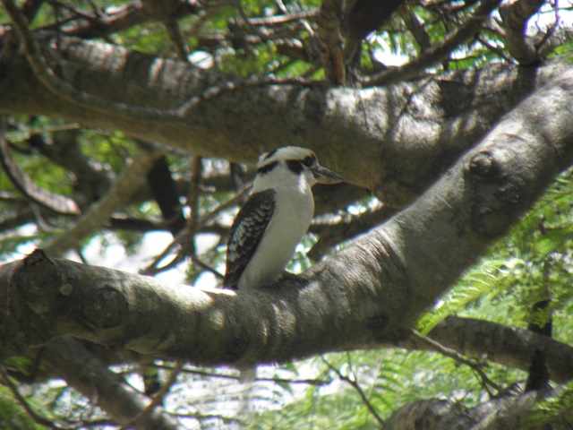 野鳥好きにはたまらないツアー内容です