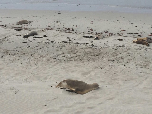 最高の旅カンガルー島！