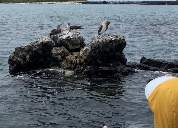 ガラパゴス ガラパゴス最大の島イザベラ島で過ごす2日間 サンタクルス島発 の予約ならホットホリデー