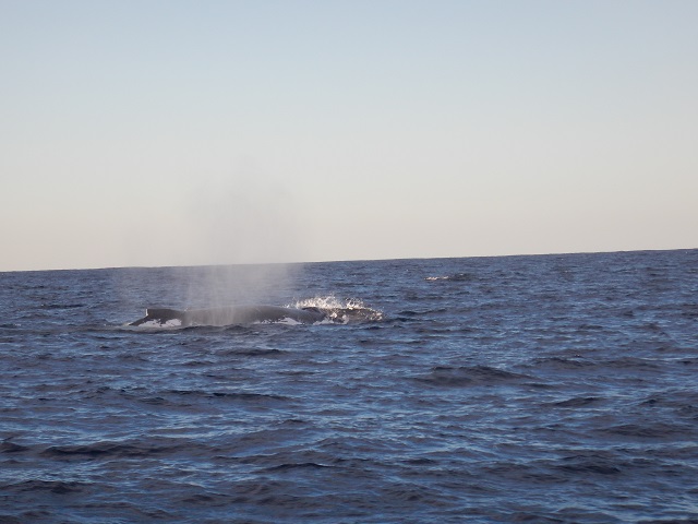 クジラさんハロー♪