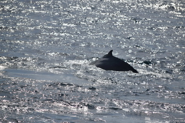 クジラ！！！！！