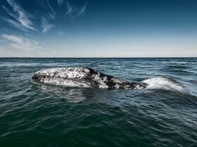 エル・ビスカイノのクジラ保護区