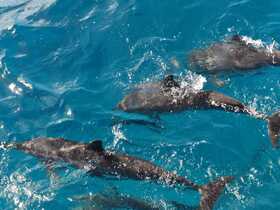 ブラジルの大西洋諸島:フェルナンド・デ・ノローニャとロカス環礁保護区群