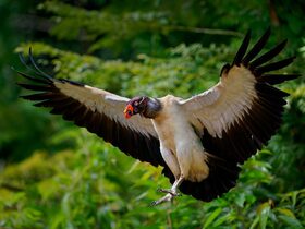 リオ・アビセオ国立公園