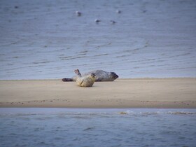 ワッデン海のアザラシ