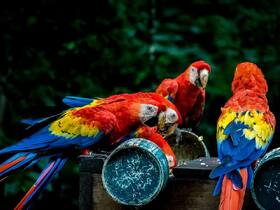 コンゴウインコ