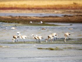 サルヤルカ - カザフスタン北部のステップと湖沼群