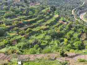 パレスチナ：オリーブとワインの地 - エルサレム南部バティールの文化的景観