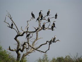 ジュッジ国立鳥類保護区