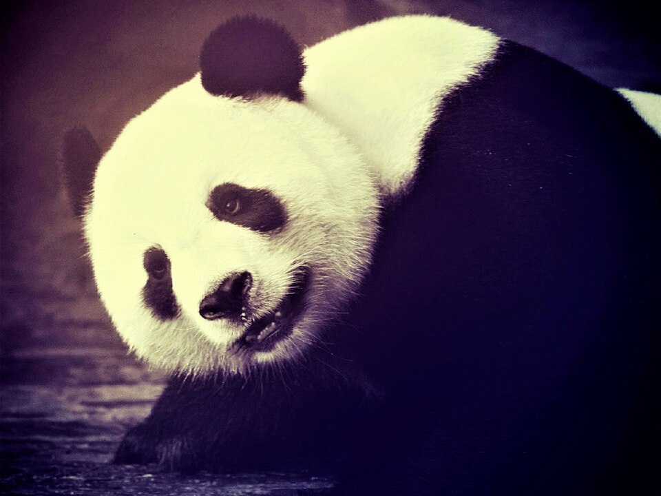 世界遺産 四川ジャイアントパンダ保護区群|ホットホリデー