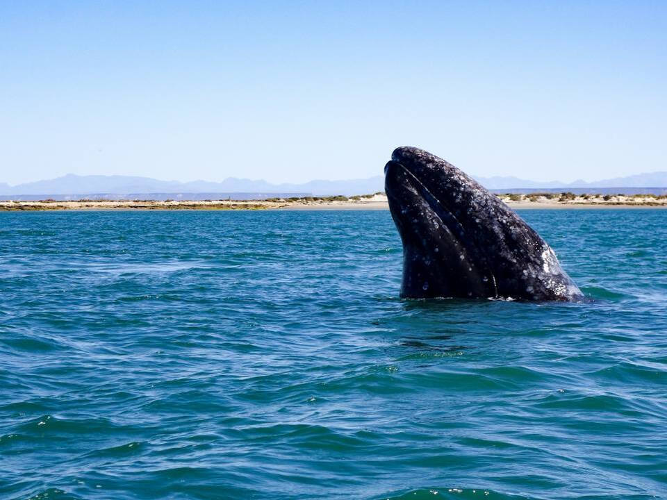 エル・ビスカイノのクジラ保護区