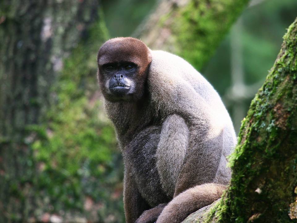 リオ・アビセオ国立公園