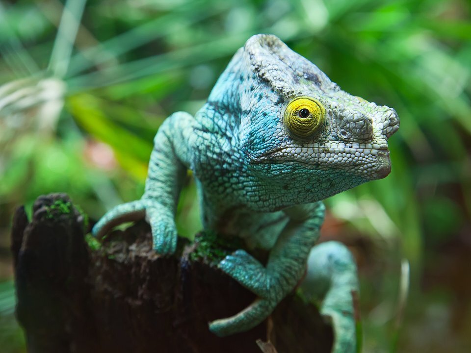 世界遺産 アツィナナナの雨林群|ホットホリデー