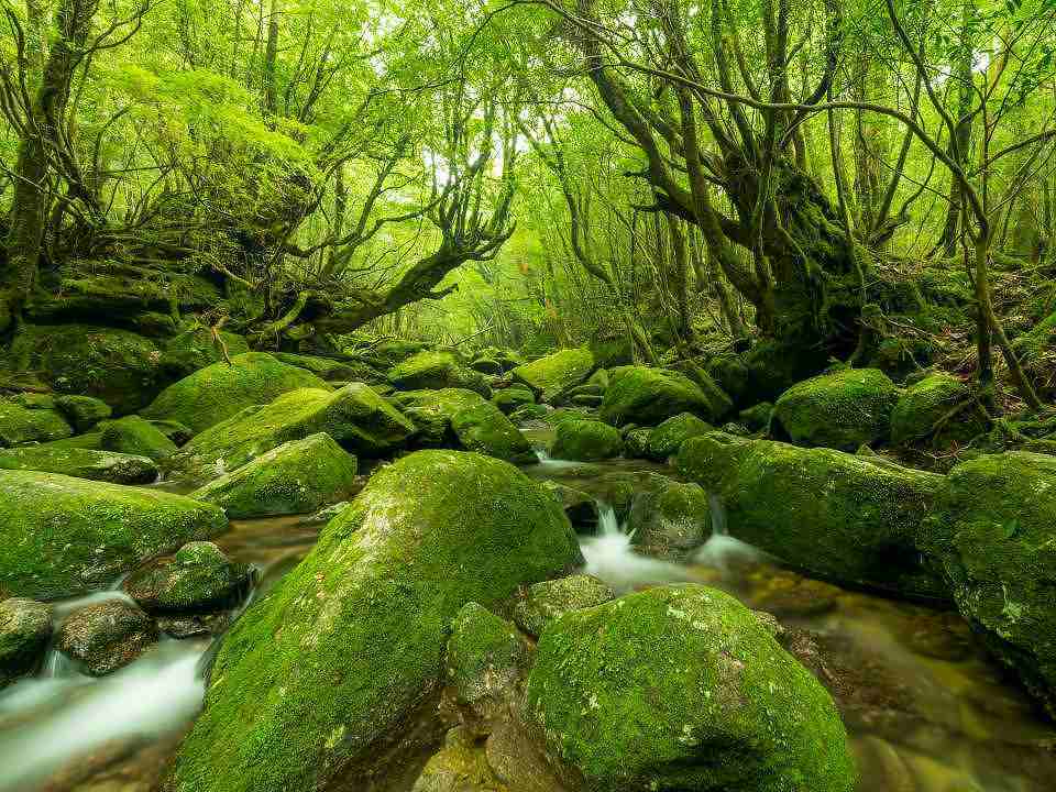 世界遺産　屋久島産　農薬不使用もぎたて白グアバ　大玉5kg　産地直送 大人気 無農薬栽培 沖縄県産白グァバ 3キロ分｜Yahoo!フリマ（旧PayPay