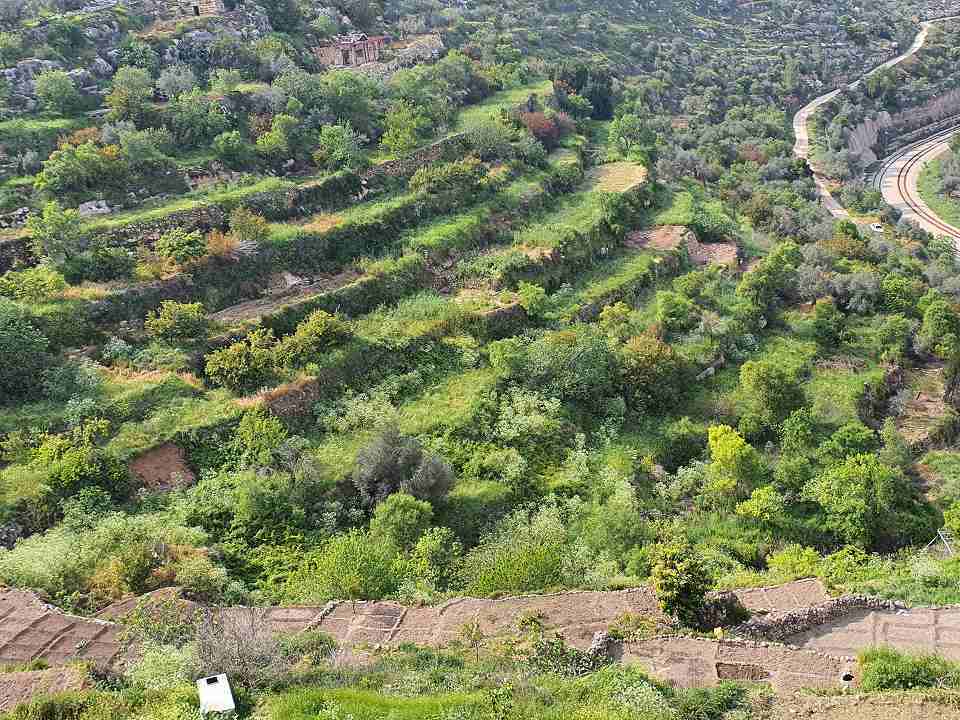 パレスチナ：オリーブとワインの地 - エルサレム南部バティールの文化的景観