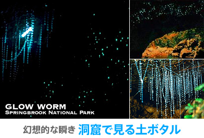 幻想的な瞬き 洞窟で見る土ボタル